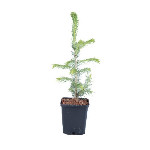 Molid - Picea Abies 30 - 40 cm