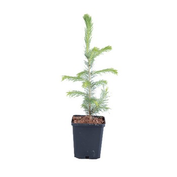 Molid - Picea Abies 30 - 40 cm Molid - Picea Abies 30 - 40 cm