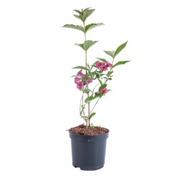 Weigela Red Prince 60 - 80 cm Weigela Red Prince 60 - 80 cm