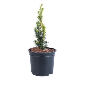 Tisa - Taxus Baccata Media Hili 30 - 40 cm Tisa - Taxus Baccata Media Hili 30 - 40 cm