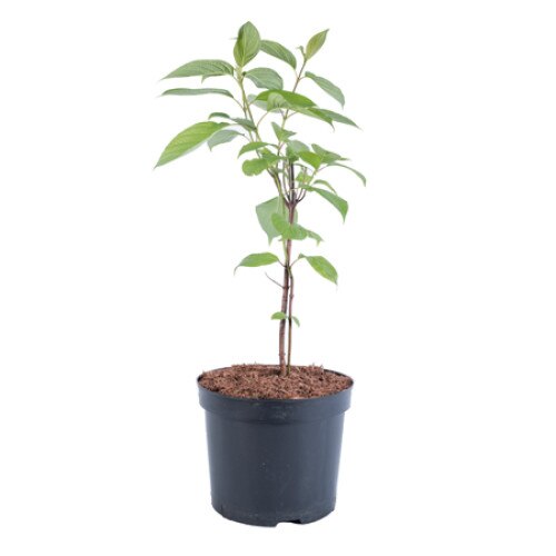 Cornus Alba Sibirica 60 - 80 cm