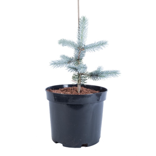 Brad argintiu altoit - Picea Pungens Hoopsii 40 - 60 cm - cea mai intensa nuanta de argintiu
