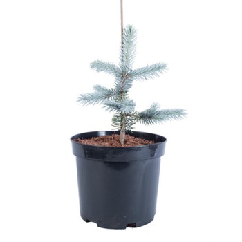 Brad argintiu altoit - Picea Pungens Hoopsii 40 - 60 cm - cea mai intensa nuanta de argintiu Brad argintiu altoit - Picea Pungens Hoopsii 40 - 60 cm - cea mai intensa nuanta de argintiu