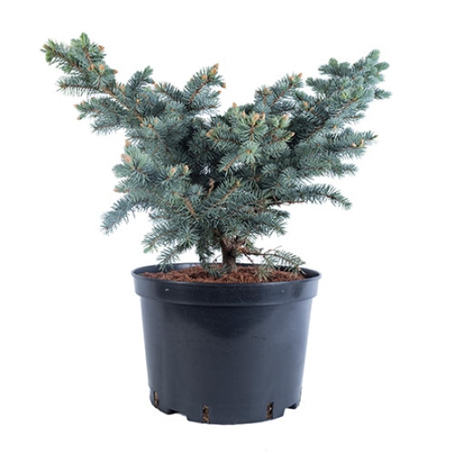 Molid argintiu altoit - Picea Pungens Glauca Globosa - diametru 60 - 80 cm