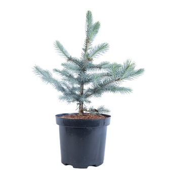 Molid argintiu altoit - Picea Pungens Edith 60 - 80 cm Molid argintiu altoit - Picea Pungens Edith 60 - 80 cm