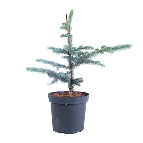 Molid argintiu altoit - Picea Pungens Fat Albert 60 - 80 cm