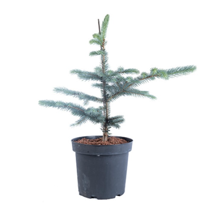 Molid argintiu altoit - Picea Pungens Fat Albert 60 - 80 cm