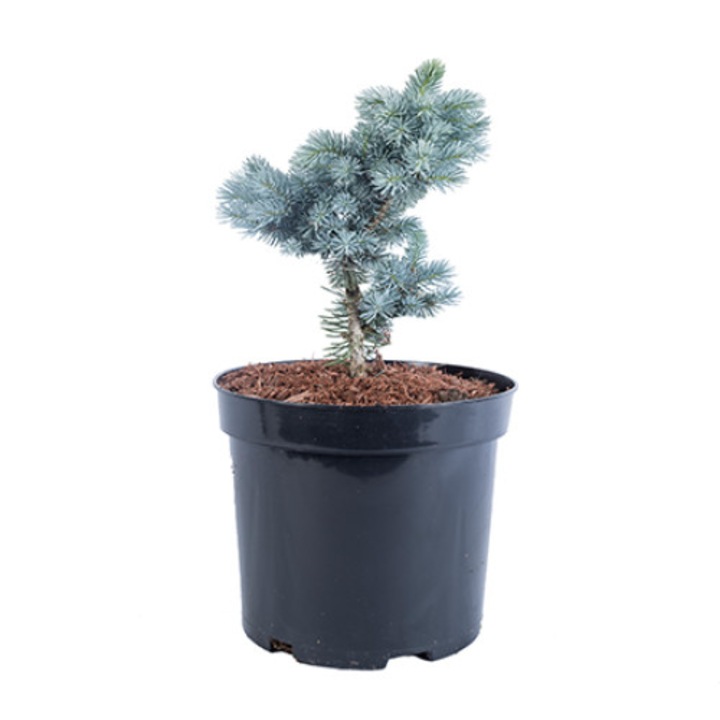 Molid argintiu altoit - Picea Pungens Glauca Globosa - diametru 30 - 40 cm