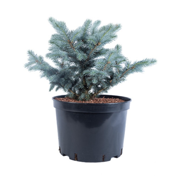 Molid argintiu altoit - Picea Pungens Glauca Globosa - diametru 50 - 60 cm