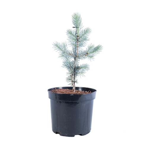 Molid argintiu altoit - Picea Pungens Edith 40 - 60 cm
