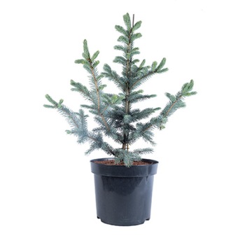 Molid argintiu altoit - Picea Pungens Fat Albert 80 - 100 cm Molid argintiu altoit - Picea Pungens Fat Albert 80 - 100 cm