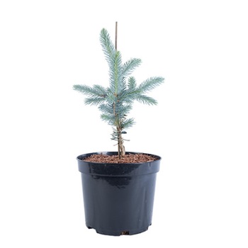 Molid argintiu altoit - Picea Pungens Fat Albert 40 - 60 cm Molid argintiu altoit - Picea Pungens Fat Albert 40 - 60 cm