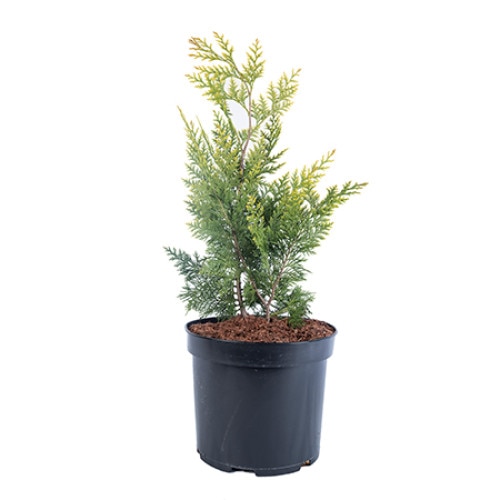 Chiparos - Chamaecyparis Lawsoniana Ivonne 60 - 80 cm