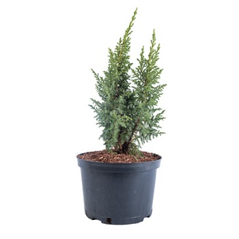 Ienupar - Juniperus Pingii Loderi 40 - 60 cm Ienupar - Juniperus Pingii Loderi 40 - 60 cm