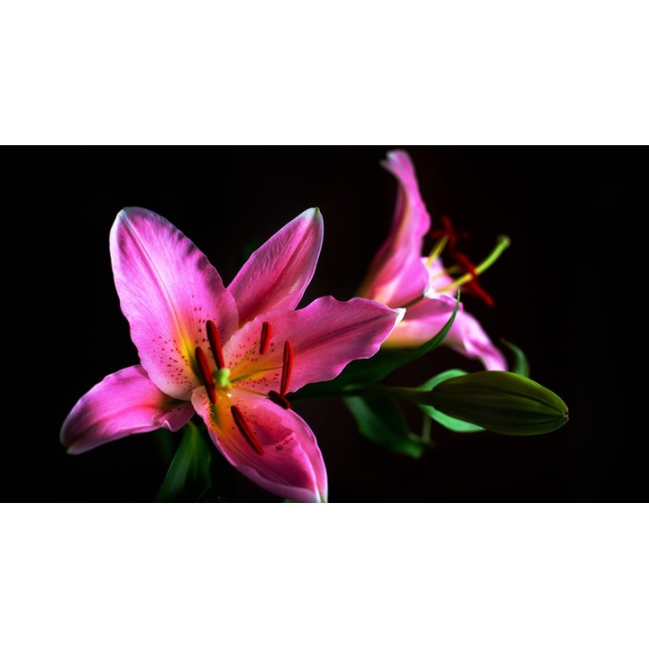 Tablou Canvas, Lily 01, Dimensiune 95 x 65 cm, Rama Lemn, Multicolor