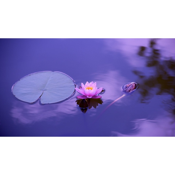 Tablou Canvas, WaterNature Blossom Plant, Dimensiune 80 x 50 cm, Rama Lemn, Multicolor