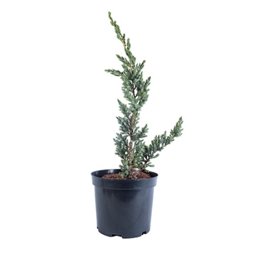 Ienupar - Juniperus Squamata Meyeri 60 - 80 cm