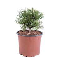 pin - pinus heldreichii leucodermis 30 - 40 cm imagen 28_0_
0