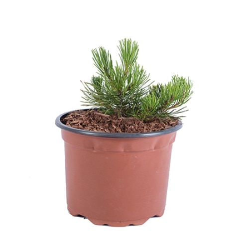 Pin - Pinus Mugo Pumilio 20 - 30 cm