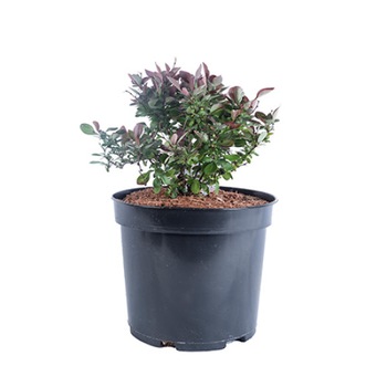 Dracila - Berberis Thunbergii Atropurpurea Nana diametru 20 - 30 cm Dracila - Berberis Thunbergii Atropurpurea Nana diametru 20 - 30 cm