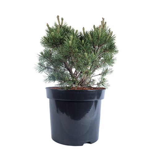 Pin - Pinus Mugo Mops - diametru 30 - 40 cm