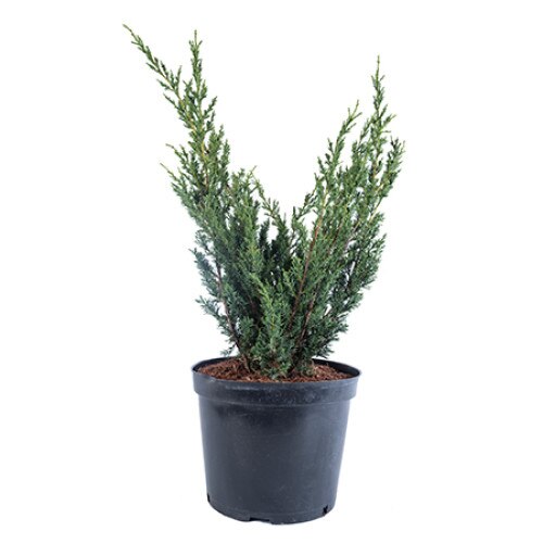 Ienupar tarator - Juniperus Sabina Tamariscifolia diametru 40 -50 cm