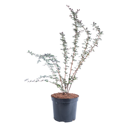 Dracila - Berberis Ottawensis Superba diametru 40 - 50 cm