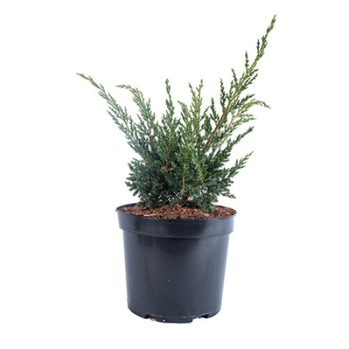 Ienupar tarator - Juniperus Sabina Tamariscifolia diametru 20 -30 cm