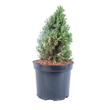 Molid Conic - Picea Glauca Conica 40 - 60 cm Molid Conic - Picea Glauca Conica 40 - 60 cm