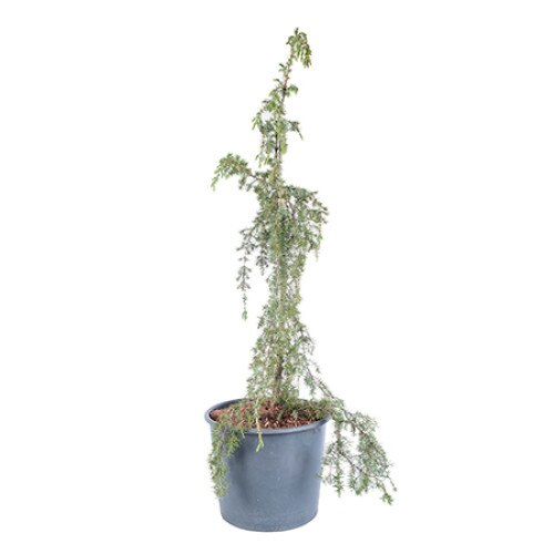 Ienupar - Juniperus Communis Horstmann 100 - 120 cm