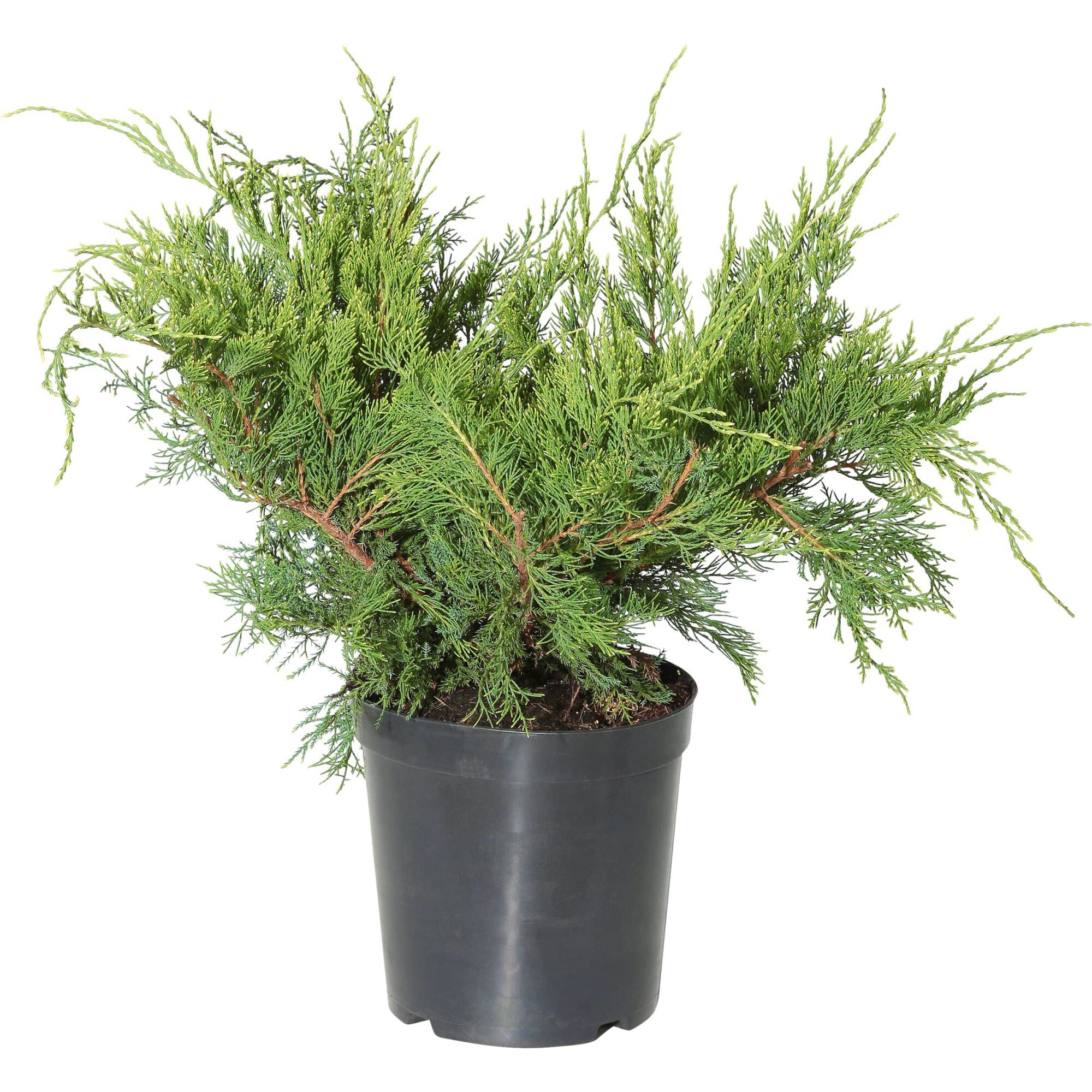 Ienupar pfitzeriana Mint Julep, verde albastru, 30cm