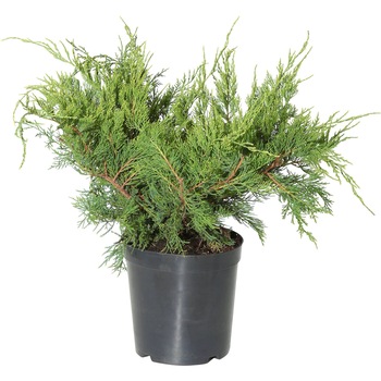 Ienupar pfitzeriana Mint Julep, verde albastru, 30cm Ienupar pfitzeriana Mint Julep, verde albastru, 30cm