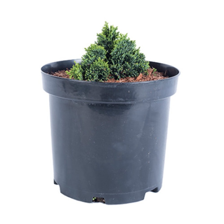 Chiparos - Chamaechipais Obtusa Nana Gracilis 10 cm diametru
