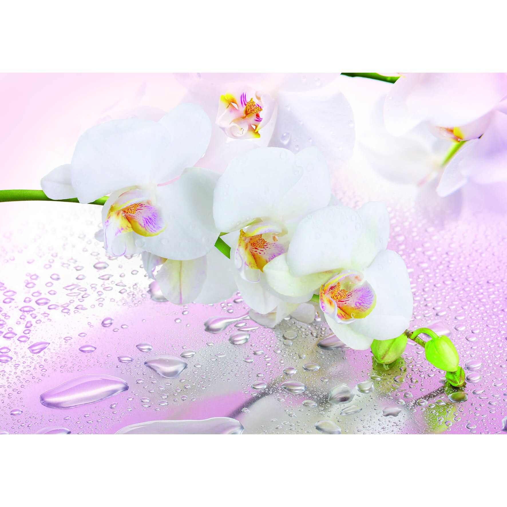 Fototapet DEGRETS 84583 Miraj de orhidee 272x194cm