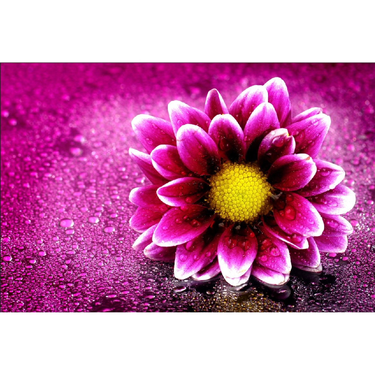 Tablou canvas Margareta cu roua, 45 x 30 cm