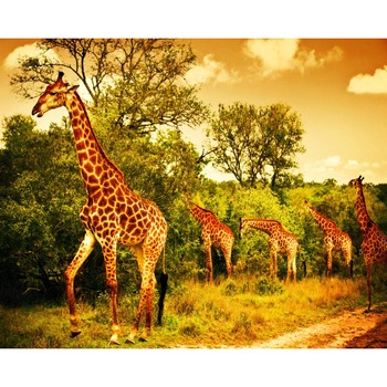 Tablou canvas Girafe in savana, 90 x 60 cm Tablou canvas Girafe in savana, 90 x 60 cm