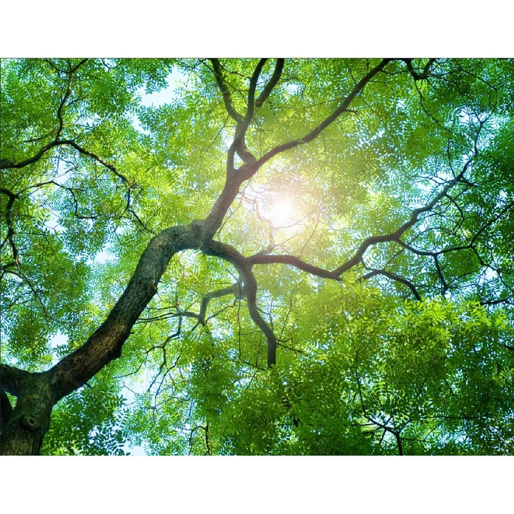 Самозалепващ се и миещ се фототапет Trees 2, 300 x 250 cm