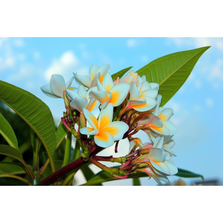 Fototapet de perete autoadeziv si lavabil Flori de plumeria, 400 x 250 cm