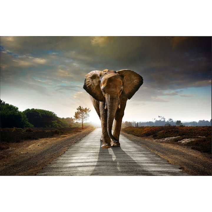 MÉDIA Elefánt az úton öntapadós tapéta, 220 x 135 cm