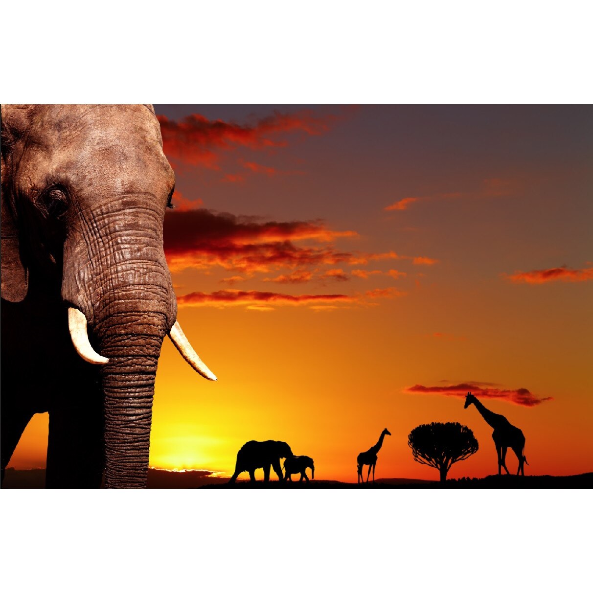 Autocolant Savana in amurg, 270 x 200 cm