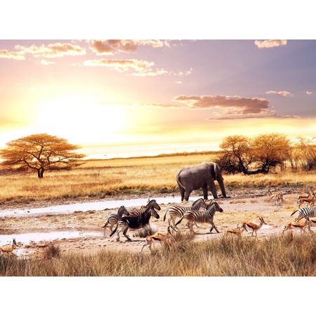 Tablou Canvas Animale Din Savana 45 X 30 Cm Emag Ro