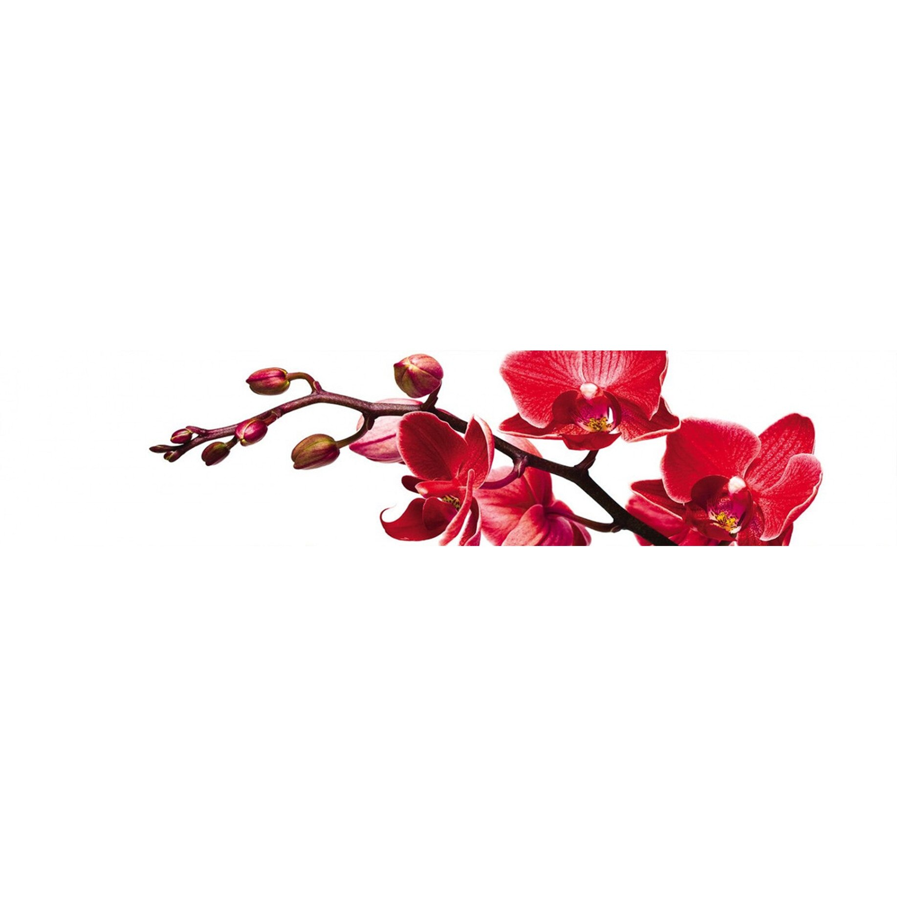 Panou decorativ DEGRETS 91550 Orchid 11, 61 cm x 2.80 m x 6 mm