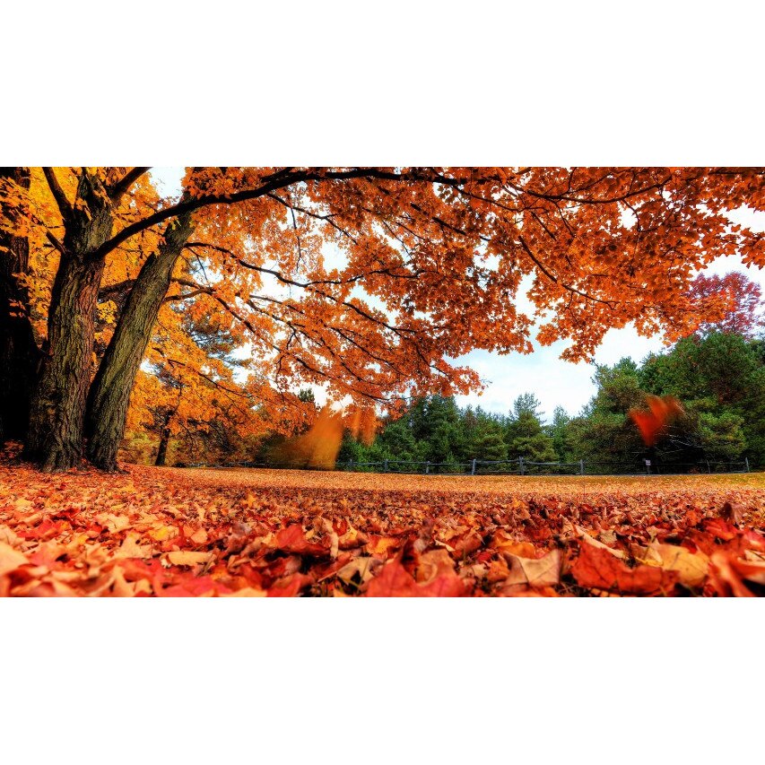 Tablou canvas Peisaj 25, 75x50 cm