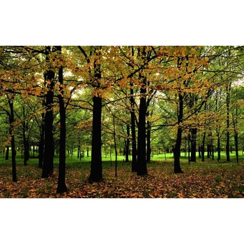 Tablou canvas Peisaj 28, 100x70 cm Tablou canvas Peisaj 28, 100x70 cm