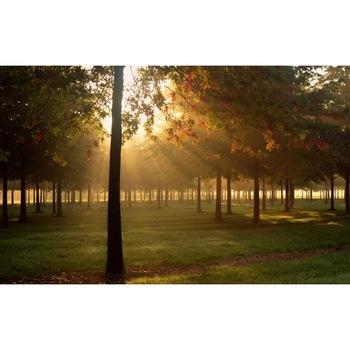 Tablou canvas Peisaj 146, 75x50 cm Tablou canvas Peisaj 146, 75x50 cm