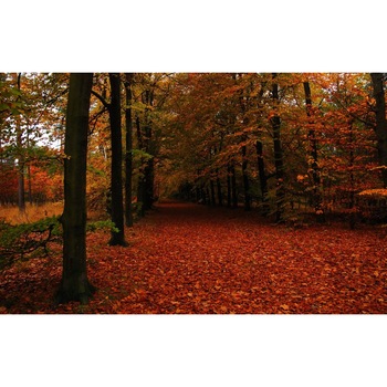 Tablou canvas Peisaj 93, 50x90 cm Tablou canvas Peisaj 93, 50x90 cm