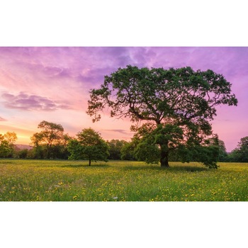 Tablou canvas Peisaj 141, 50x90 cm Tablou canvas Peisaj 141, 50x90 cm