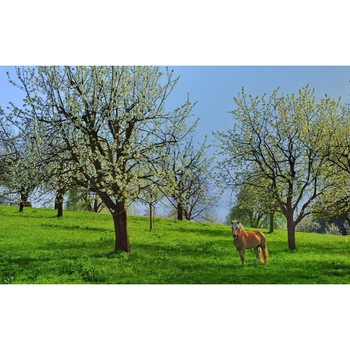 Tablou canvas Peisaj 76, 50x35 cm Tablou canvas Peisaj 76, 50x35 cm