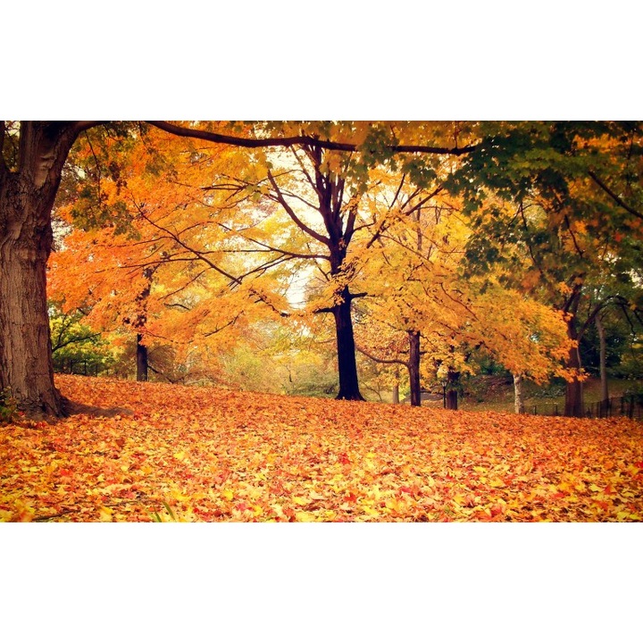 Fototapet autoadeziv Canvas Peisaj 110, 100x70 cm