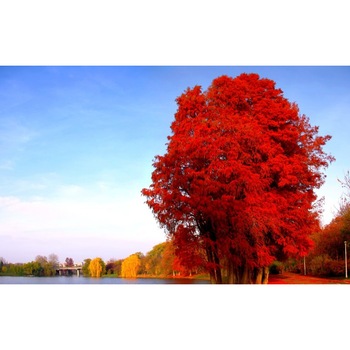 Tablou canvas Peisaj 38, 100x70 cm Tablou canvas Peisaj 38, 100x70 cm